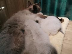 -喵喵咪呀布偶猫咖(春熙路店)