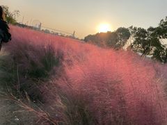 -花博汇(知音花月夜)