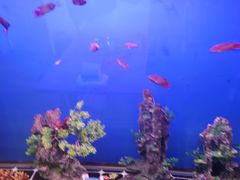 -花鸟鱼虫鲜花绿植市场(玉泉路店)