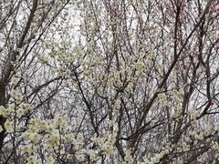 -蜀冈西峰生态公园