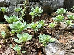 -东莞植物园