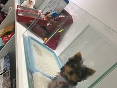 -BABYDOG宝贝狗宠物乐园(欧洲城店)