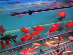 -首都电影院(天津店 中国巨幕)