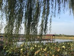-白洋淀景区