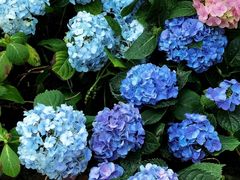 -石家庄市植物园