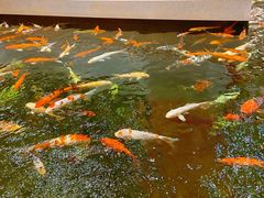 -龙悦湾酒家·八阵鱼生·渔人码头店