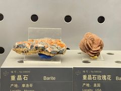 -中国地质博物馆