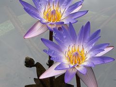 -云溪植物园
