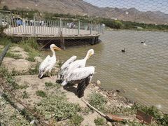 -新疆天山野生动物园