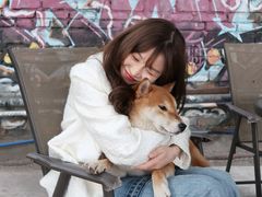 -柴犬高等学院·狗咖·柴犬售卖·宠物训练