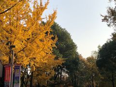 -青枫公园