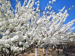 -永定河休闲森林公园
