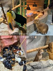 -Zoolung Zoolung动物主题公园(海信广场店)