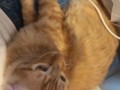 -汪喵宠物医院·骨科心脏影像·犬猫急重症ICU诊疗中心(成华分院)