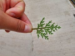 苔藓-仙居谷风景区