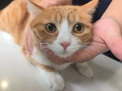 -小伙伴宠物医院•急重症转诊中心·老年专科·犬猫全科(北大街总院)