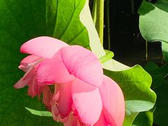 -陈家山荷花公园