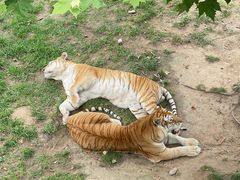 -西霞口神雕山野生动物世界