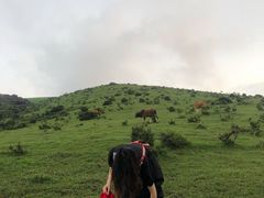 -大姆山草场