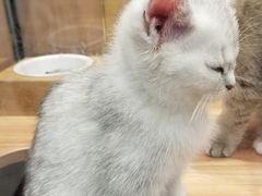 -袖虎·猫馆(体育西路店)