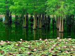 -白鹭湾湿地公园
