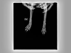 -萌兽医馆·宠物医院·猫骨科(创景店)