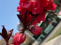 -大鸭梨烤鸭(枣园店)