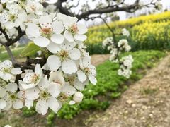 -田园东方蜜桃村的田野营地