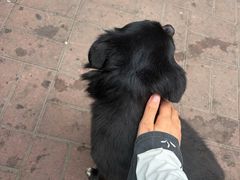 -王中王刨冰