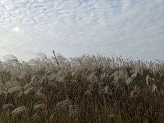 -春花秋色城市公园
