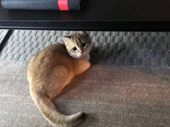 -东方名猫馆·英短金渐层布偶猫舍(环线广场1号楼店)