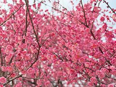 -东湖磨山景区樱花园-停车场