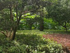 -陈家山荷花公园