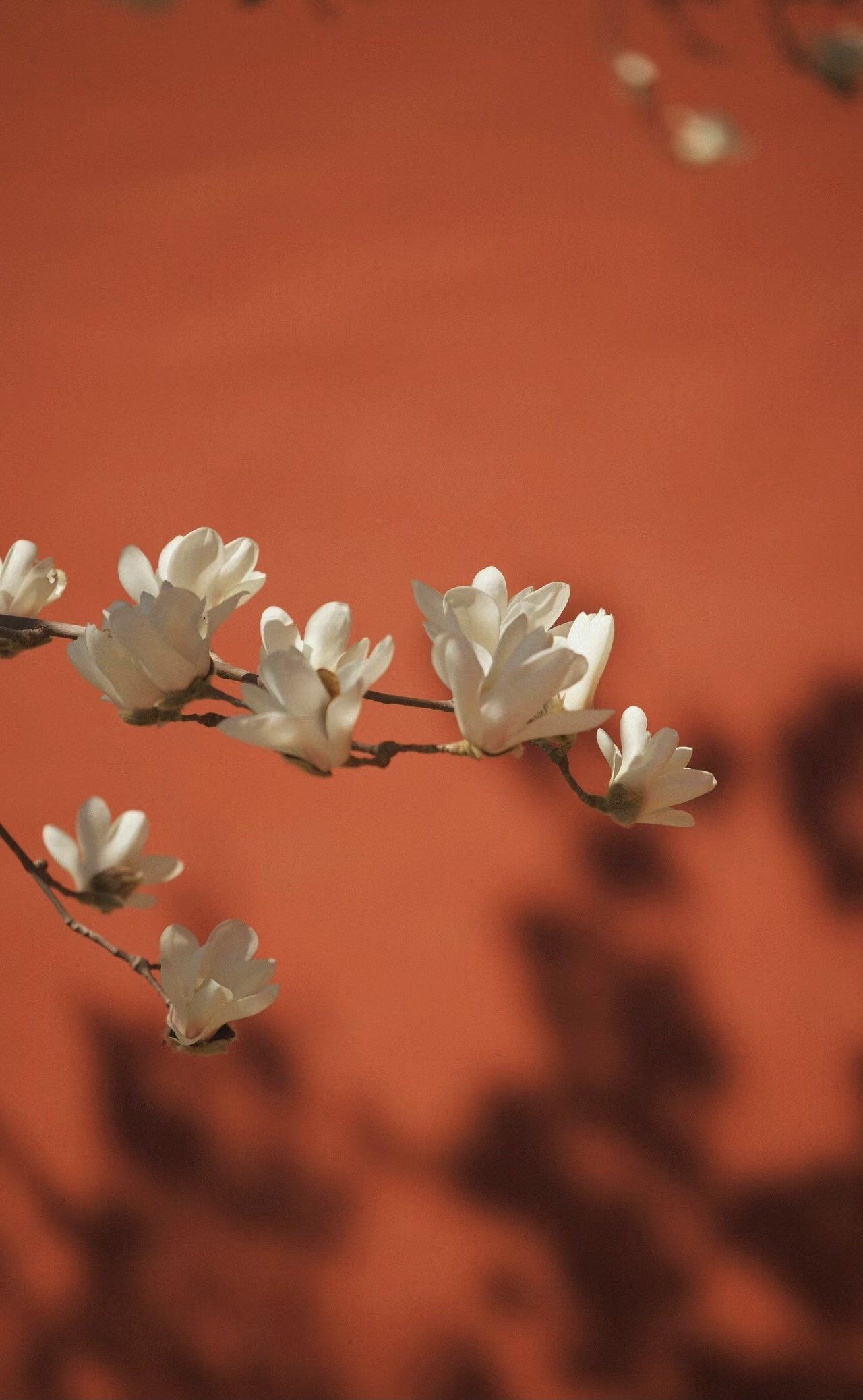 天坛斋宫的玉兰太美啦