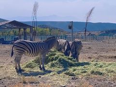 -新疆天山野生动物园