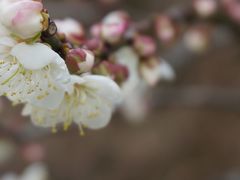 -广州市流溪河国家森林公园