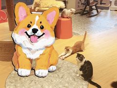 -米乐乖乖猫咪咖啡馆·猫咖(深圳湾后海汇店)