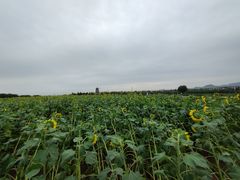 -君乐宝优致牧场