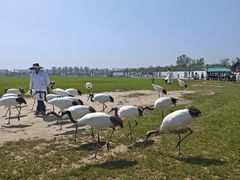 -盐城丹顶鹤湿地生态旅游区