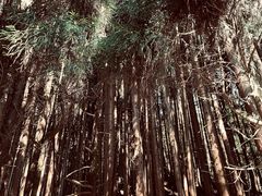 -武陵山森林公园