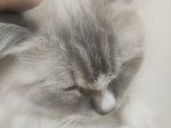 -Heymao猫咖.咖啡厅(东门店)
