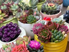 -双季花艺园艺市场(浦东店)