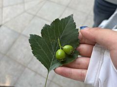 -郑州植物园