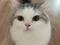 -猫大福·Fortune Cat猫舍(百子湾店)