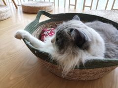 -猫にゃん · 猫的隐藏屋猫咖(麦地旗舰店)