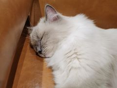 -藏猫猫咖啡主题馆(中央大道店)