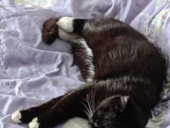 -宠物星动物医院·眼科·异宠·猫科(江南大道总院)