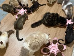 -楼上猫咖(罗湖店)