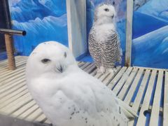 -成都浩海立方海洋公园