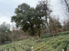 -野蔓果·山野菜(西湖景区·龙井茶田店)